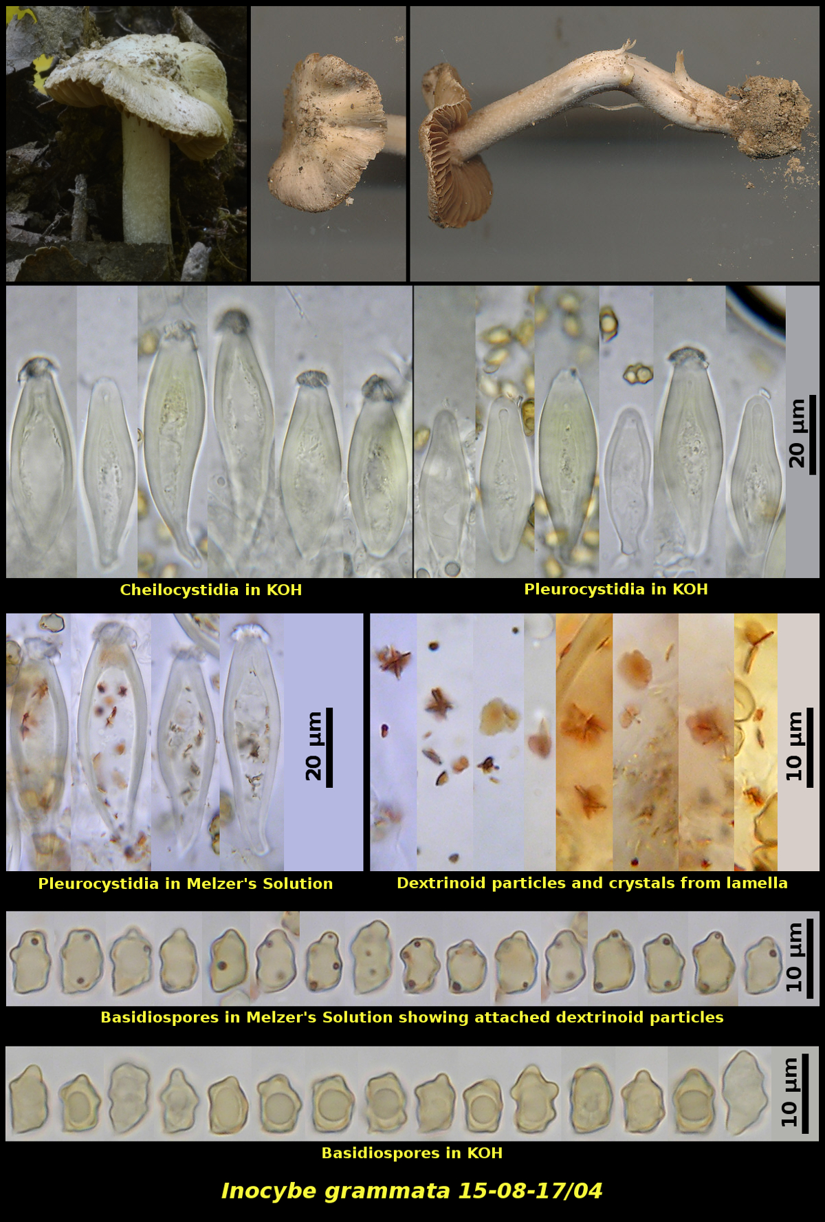 Picture of Inocybe grammata